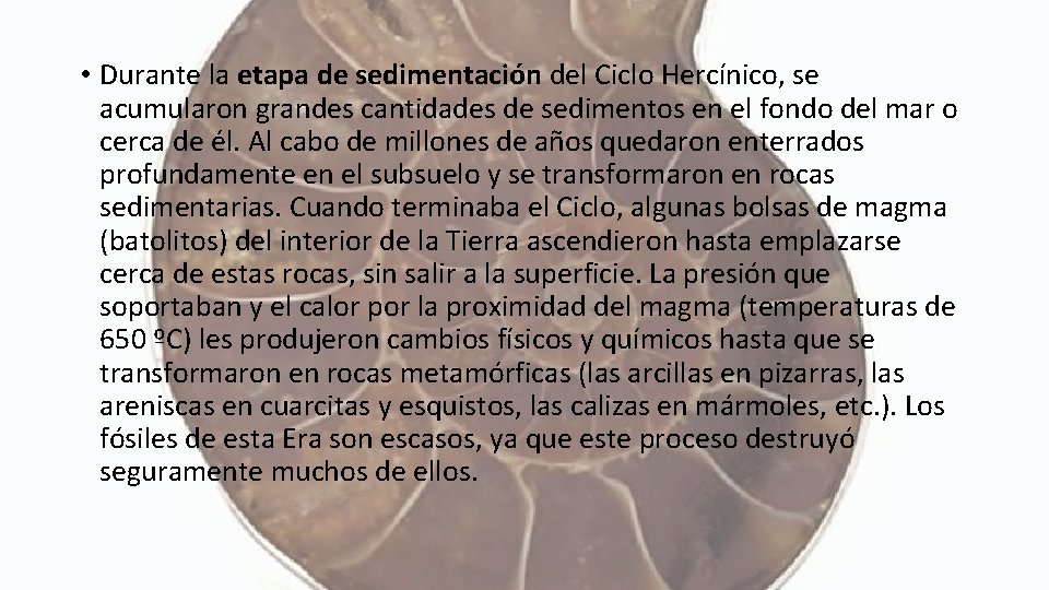  • Durante la etapa de sedimentación del Ciclo Hercínico, se acumularon grandes cantidades