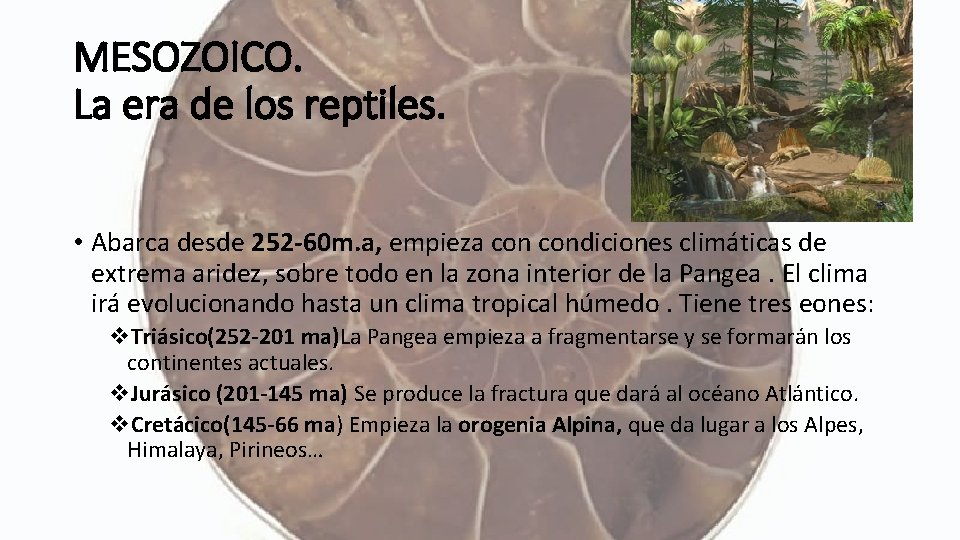 MESOZOICO. La era de los reptiles. • Abarca desde 252 -60 m. a, empieza