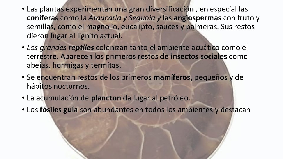  • Las plantas experimentan una gran diversificación , en especial las coníferas como