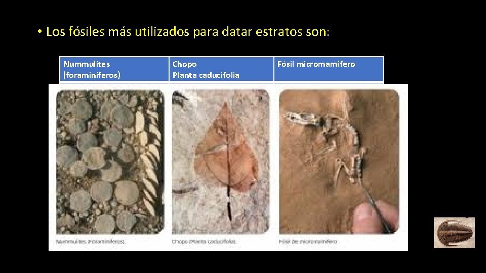  • Los fósiles más utilizados para datar estratos son: Nummulites (foraminíferos) Chopo Planta