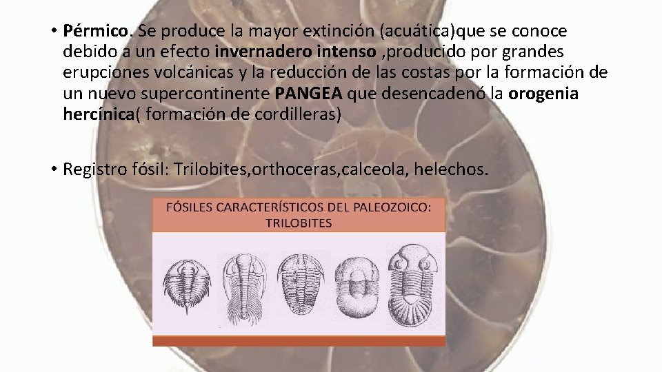  • Pérmico. Se produce la mayor extinción (acuática)que se conoce debido a un