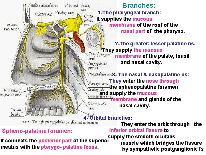 Branches: 1 -The pharyngeal branch: It supplies the mucous membrane of the roof of