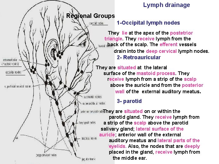 Lymph drainage Regional Groups 1 -Occipital lymph nodes They lie at the apex of