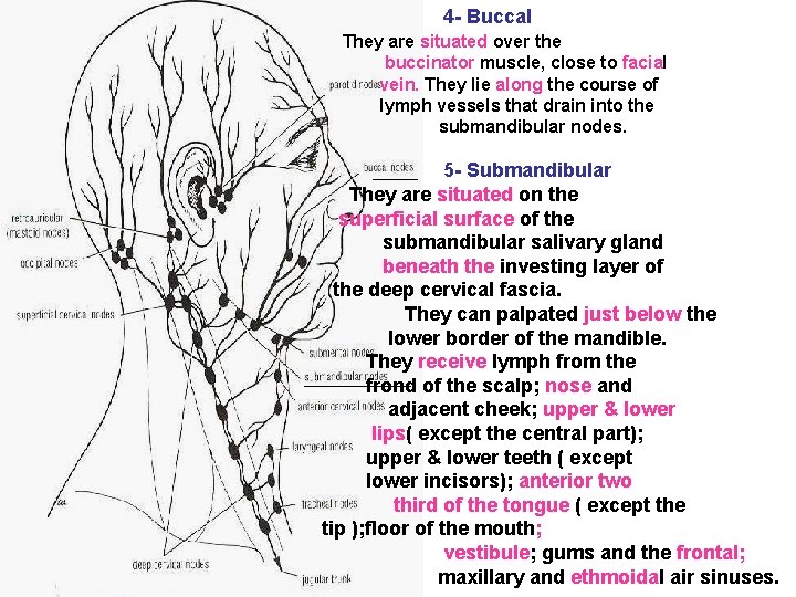 4 - Buccal They are situated over the buccinator muscle, close to facial vein.