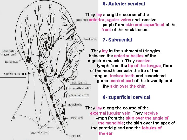 6 - Anterior cervical They lay along the course of the anterior jugular veins