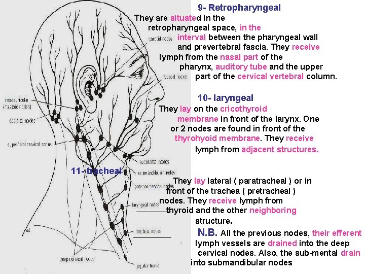 9 - Retropharyngeal They are situated in the retropharyngeal space, in the interval between