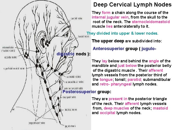 Deep Cervical Lymph Nodes They form a chain along the course of the internal