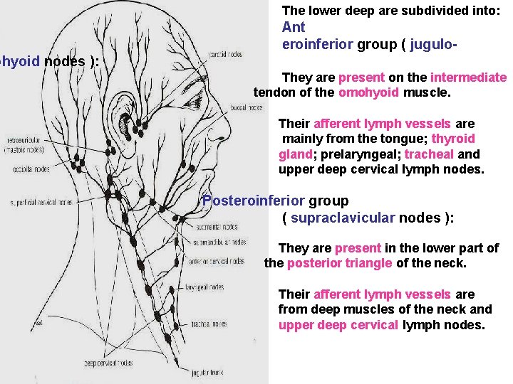 The lower deep are subdivided into: Ant eroinferior group ( jugulo- ohyoid nodes ):