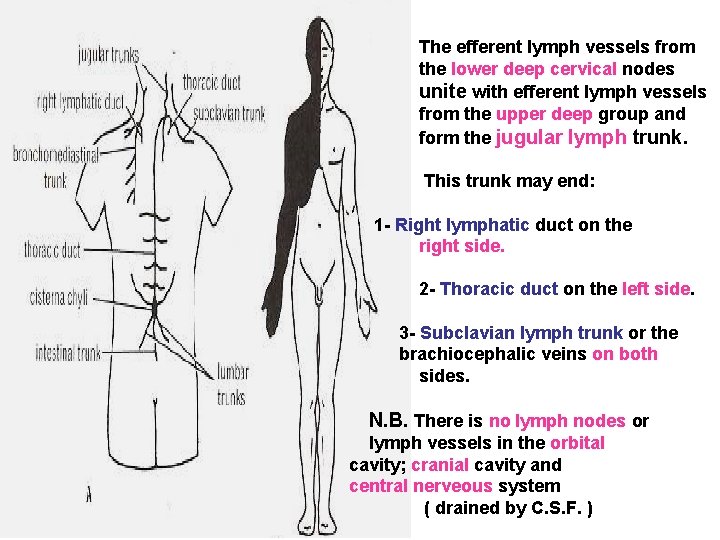 The efferent lymph vessels from the lower deep cervical nodes unite with efferent lymph