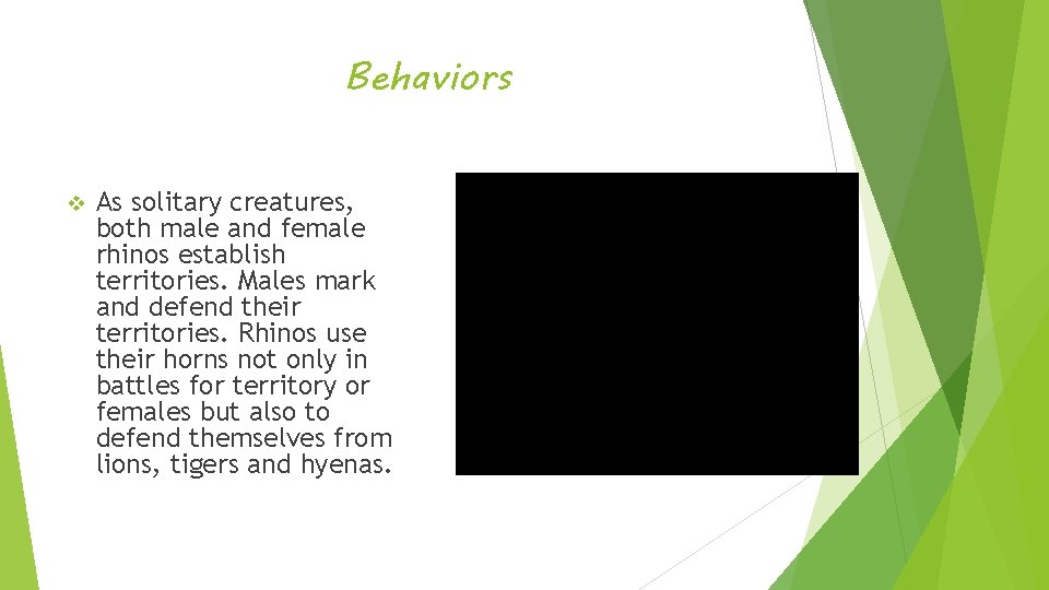 Behaviors v As solitary creatures, both male and female rhinos establish territories. Males mark