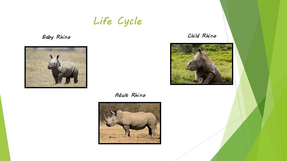 Life Cycle Child Rhino Baby Rhino Adult Rhino 