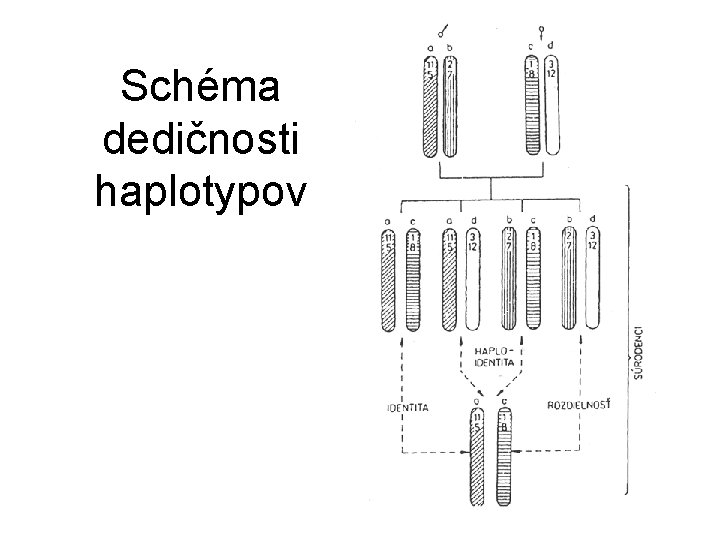 Schéma dedičnosti haplotypov 