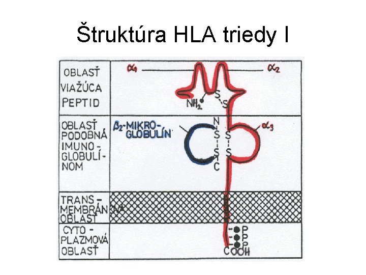 Štruktúra HLA triedy I 