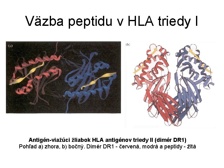 Väzba peptidu v HLA triedy I Antigén-viažúci žliabok HLA antigénov triedy II (dimér DR