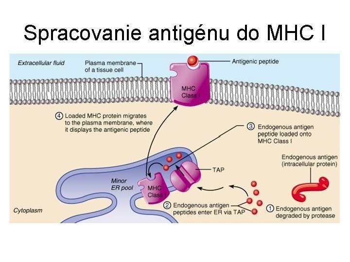 Spracovanie antigénu do MHC I 