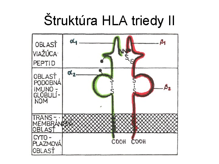 Štruktúra HLA triedy II 