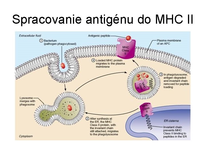 Spracovanie antigénu do MHC II 