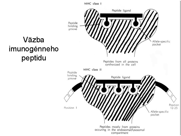 Väzba imunogénneho peptidu 