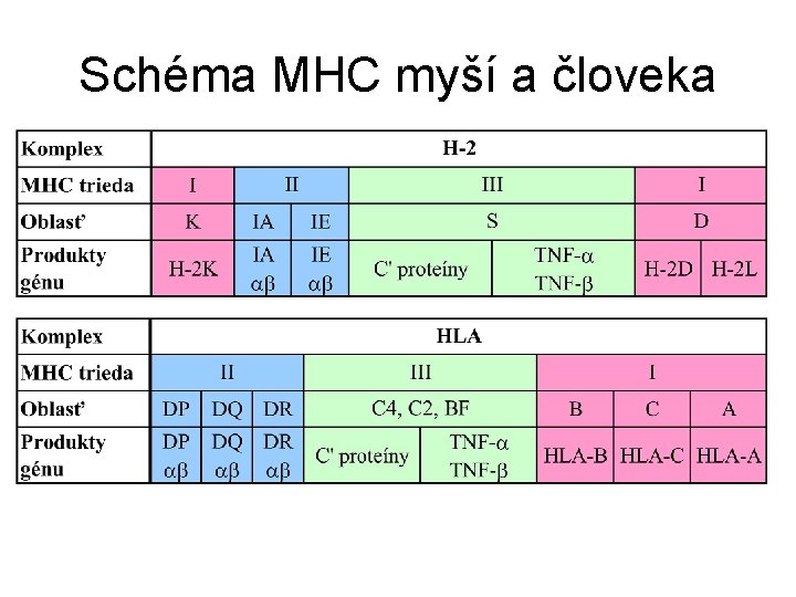 Schéma MHC myší a človeka 