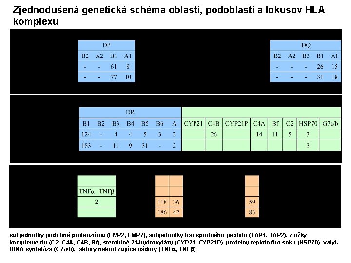 Zjednodušená genetická schéma oblastí, podoblastí a lokusov HLA komplexu subjednotky podobné proteozómu (LMP 2,