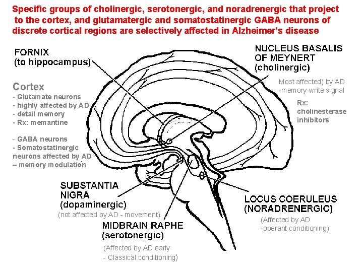 Specific groups of cholinergic, serotonergic, and noradrenergic that project to the cortex, and glutamatergic
