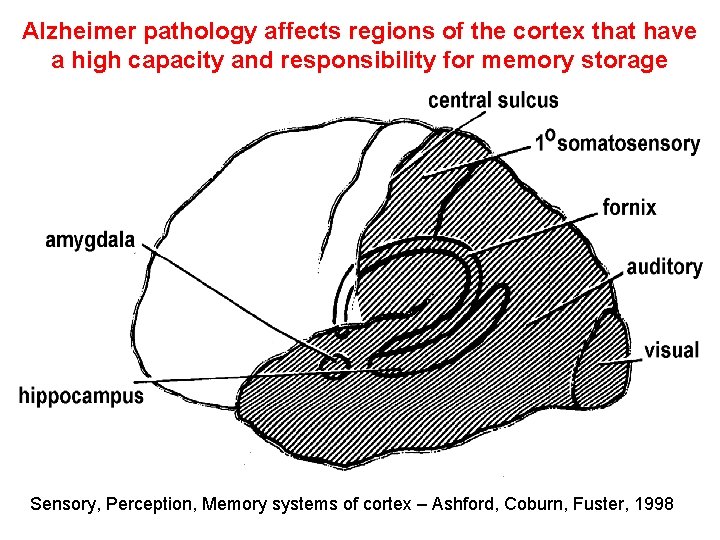 Alzheimer pathology affects regions of the cortex that have a high capacity and responsibility
