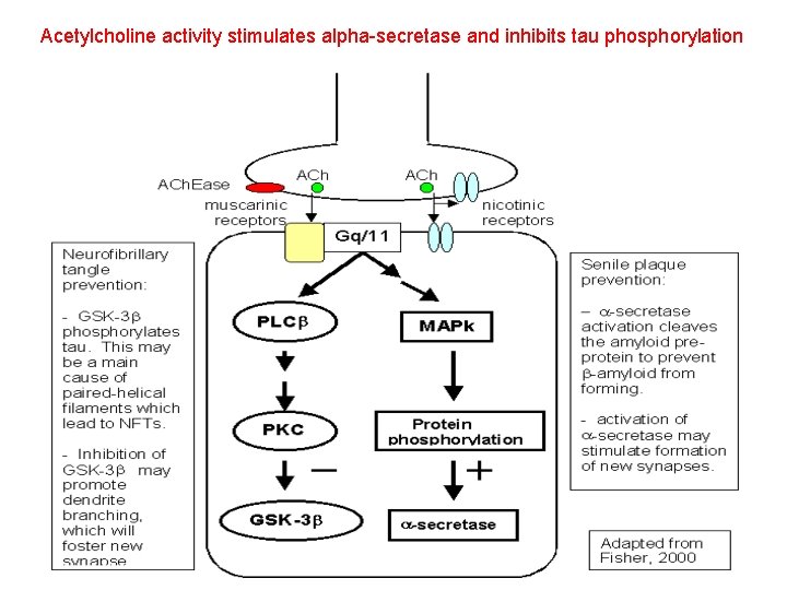 Acetylcholine activity stimulates alpha-secretase and inhibits tau phosphorylation 