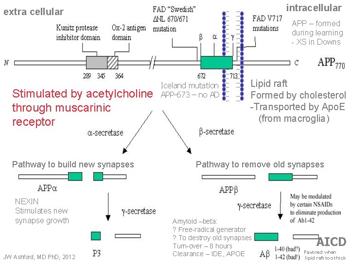 intracellular extra cellular APP – formed during learning - XS in Downs Stimulated by
