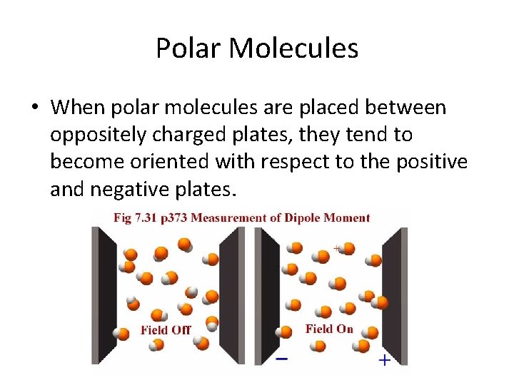 Polar Molecules • When polar molecules are placed between oppositely charged plates, they tend