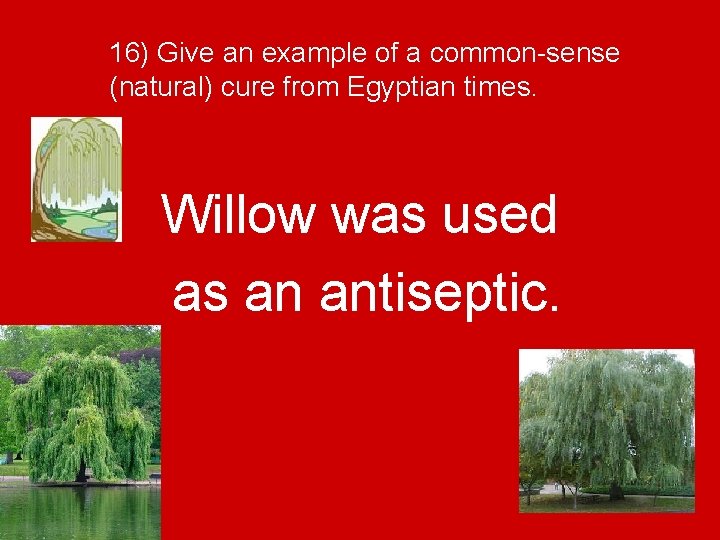 16) Give an example of a common-sense (natural) cure from Egyptian times. Willow was