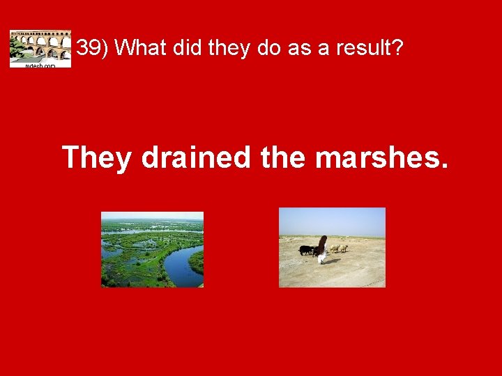 39) What did they do as a result? They drained the marshes. 