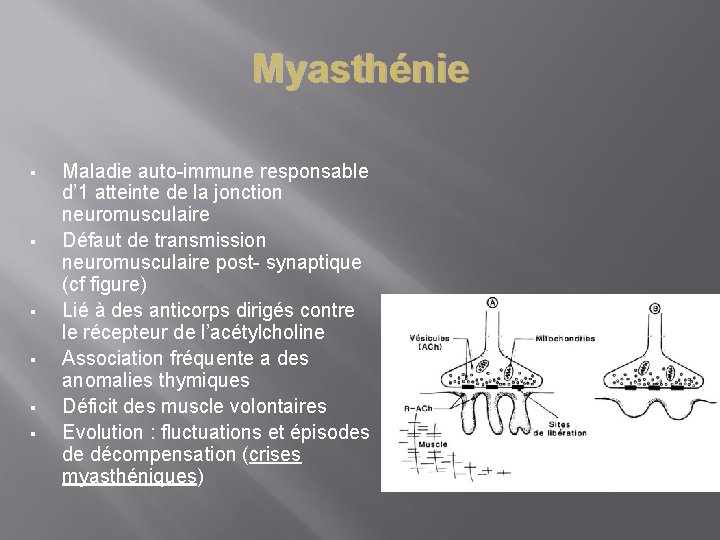 Myasthénie § § § Maladie auto-immune responsable d’ 1 atteinte de la jonction neuromusculaire