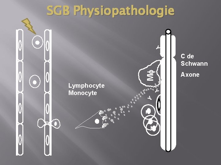 SGB Physiopathologie Y Mf Y TT T Y Y Lymphocyte Monocyte C de Schwann