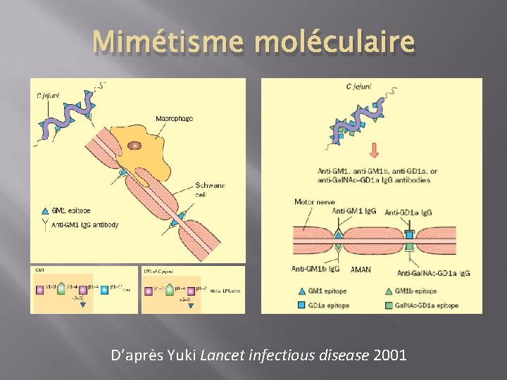 Mimétisme moléculaire D’après Yuki Lancet infectious disease 2001 