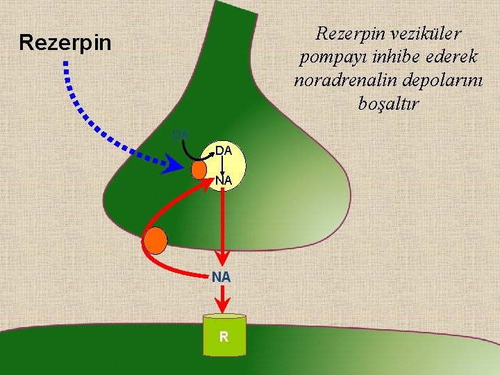 Rezerpin veziküler pompayı inhibe ederek noradrenalin depolarını boşaltır Rezerpin DA DA NA NA R