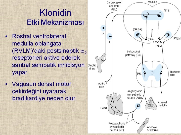 Klonidin Etki Mekanizması • Rostral ventrolateral medulla oblangata (RVLM)’daki postsinaptik 2 reseptörleri aktive ederek