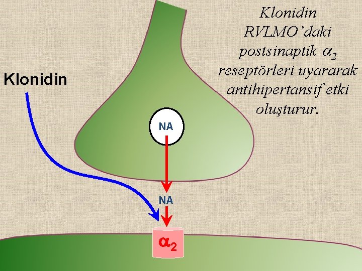 Klonidin RVLMO’daki postsinaptik a 2 reseptörleri uyararak antihipertansif etki oluşturur. Klonidin NA NA a