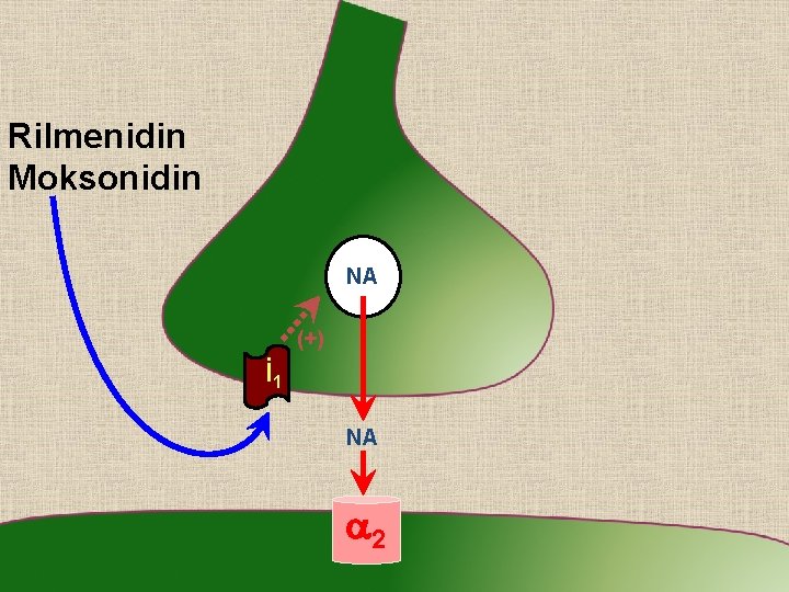 Rilmenidin Moksonidin NA (+) İ 1 NA a 2 