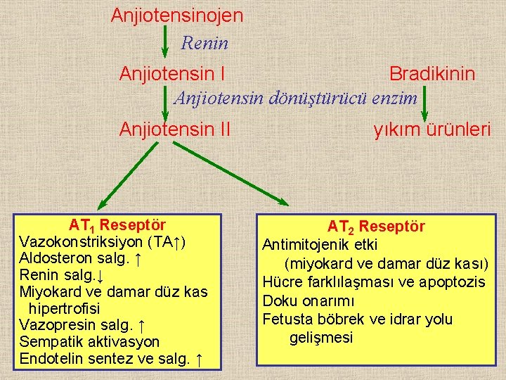 Anjiotensinojen Renin Anjiotensin I Bradikinin Anjiotensin dönüştürücü enzim Anjiotensin II AT 1 Reseptör Vazokonstriksiyon