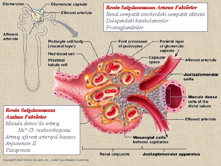 Renin Salgılanmasını Artıran Faktörler Renal sempatik sinirlerdeki sempatik aktivite Dolaşımdaki katekolaminler Prostaglandinler Renin Salgılanmasını