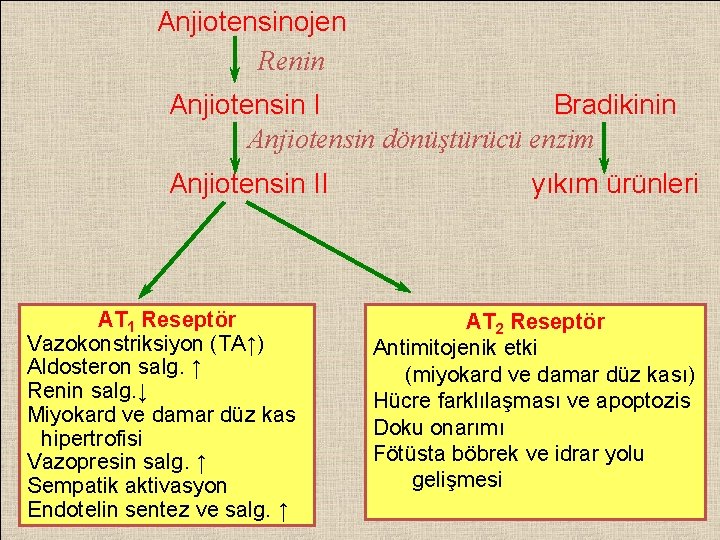 Anjiotensinojen Renin Anjiotensin I Bradikinin Anjiotensin dönüştürücü enzim Anjiotensin II AT 1 Reseptör Vazokonstriksiyon