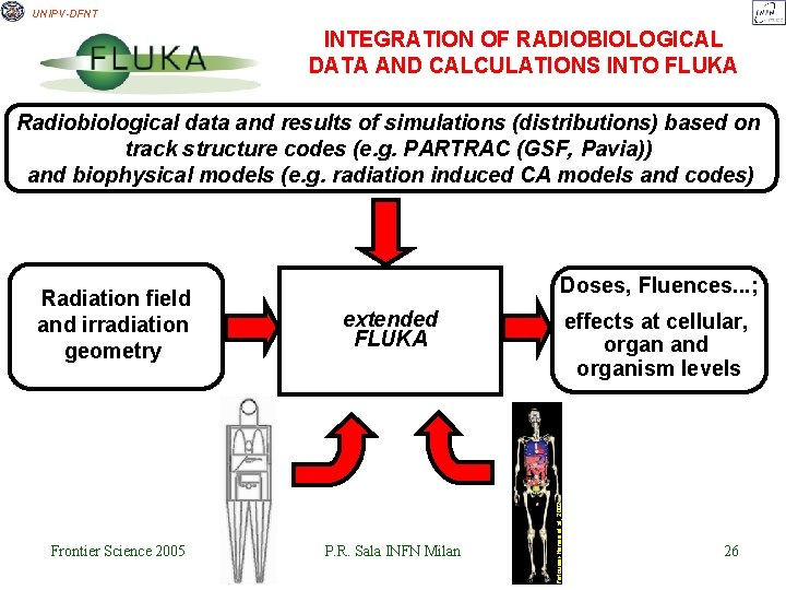 UNIPV-DFNT INTEGRATION OF RADIOBIOLOGICAL DATA AND CALCULATIONS INTO FLUKA Radiobiological data and results of