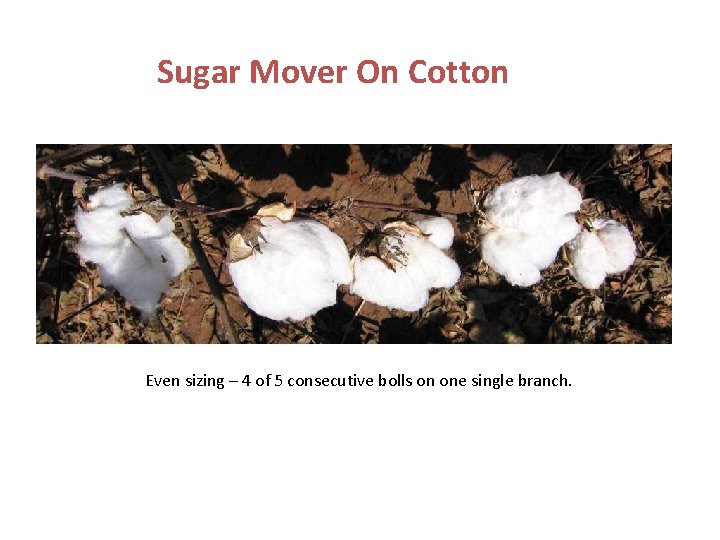 Sugar Mover On Cotton Even sizing – 4 of 5 consecutive bolls on one