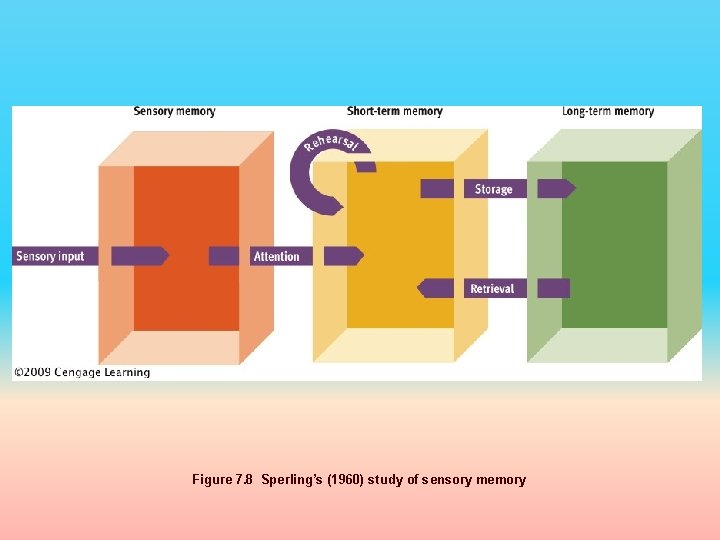 Figure 7. 8 Sperling’s (1960) study of sensory memory 