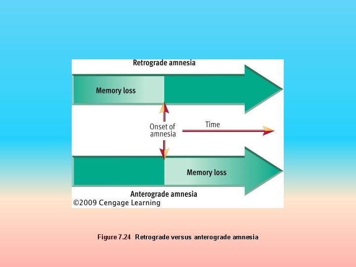 Figure 7. 24 Retrograde versus anterograde amnesia 