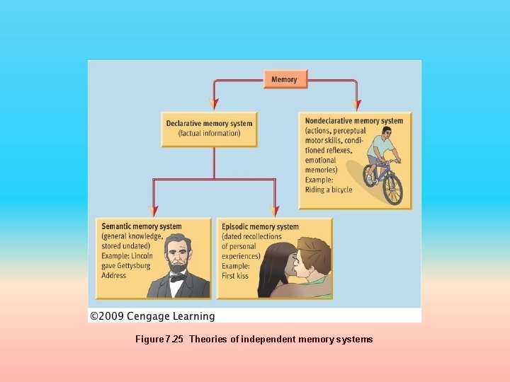 Figure 7. 25 Theories of independent memory systems 