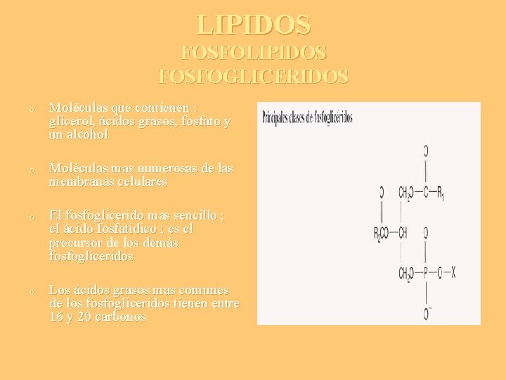 LIPIDOS FOSFOGLICERIDOS o o Moléculas que contienen : glicerol, ácidos grasos, fosfato y un