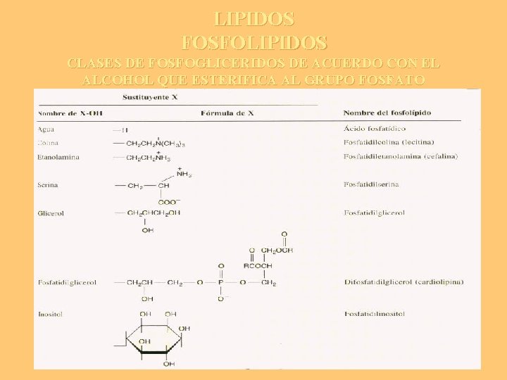 LIPIDOS FOSFOLIPIDOS CLASES DE FOSFOGLICERIDOS DE ACUERDO CON EL ALCOHOL QUE ESTERIFICA AL GRUPO