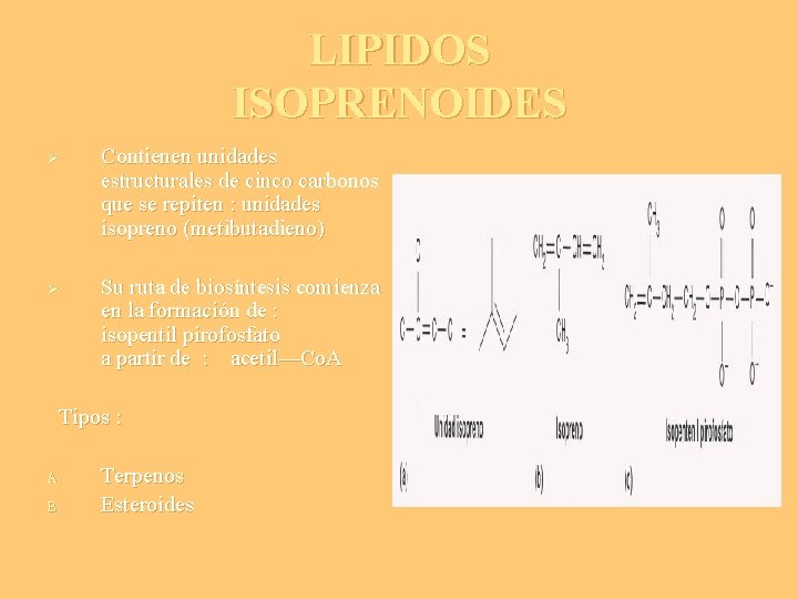 LIPIDOS ISOPRENOIDES Ø Ø Contienen unidades estructurales de cinco carbonos que se repiten :