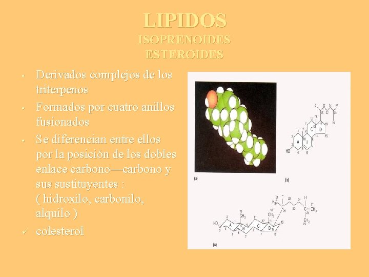 LIPIDOS ISOPRENOIDES ESTEROIDES • • • ü Derivados complejos de los triterpenos Formados por